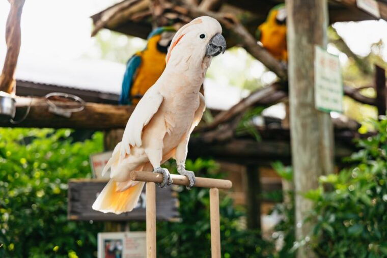 orlando-gatorland-skip-the-line-ticket