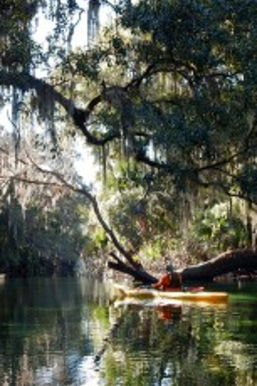 Orlando: Kayaking Tour with Manatee Encounter - Quality and Value