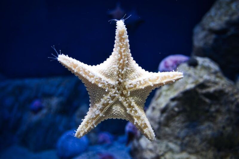 orlando-madame-tussauds-and-sea-life-aquarium-combo-ticket