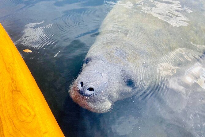 Orlando Manatee and Natural Spring Adventure Tour at Blue Springs - The Experience Breakdown
