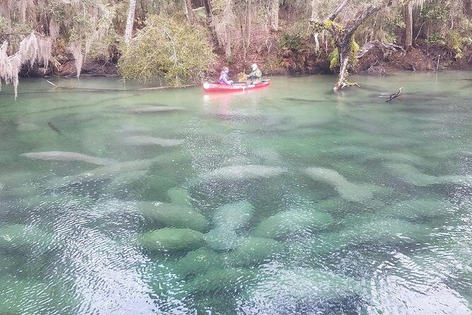 Orlando Manatee Encounters - A Complete Look at Orlando Manatee Encounters