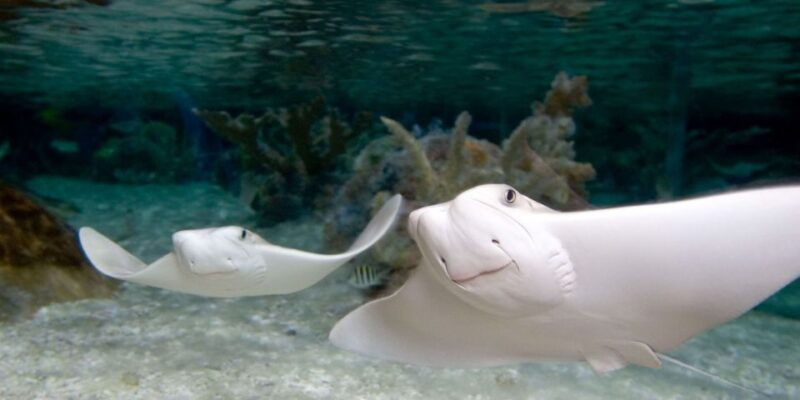 orlando-sea-life-orlando-aquarium