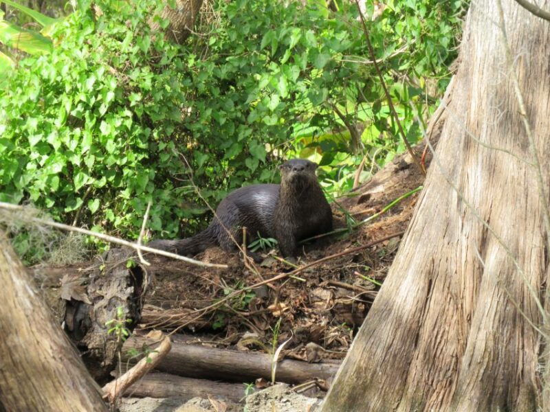 orlando-small-group-rock-springs-run-kayak-tour