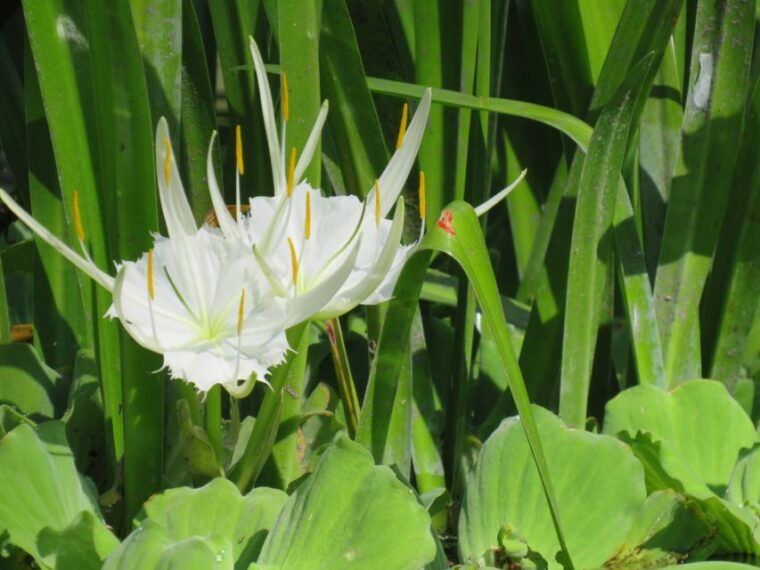 orlando-small-group-rock-springs-run-kayak-tour