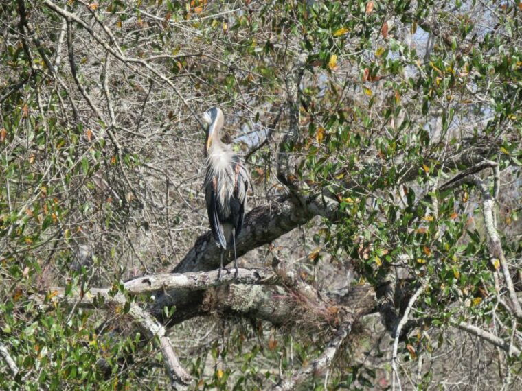 orlando-small-group-rock-springs-run-kayak-tour