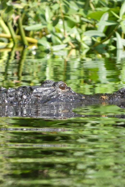 orlando-small-group-scenic-wekiva-river-kayak-tour