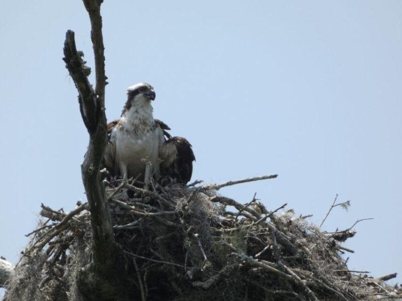 orlando-small-group-scenic-wekiva-river-kayak-tour