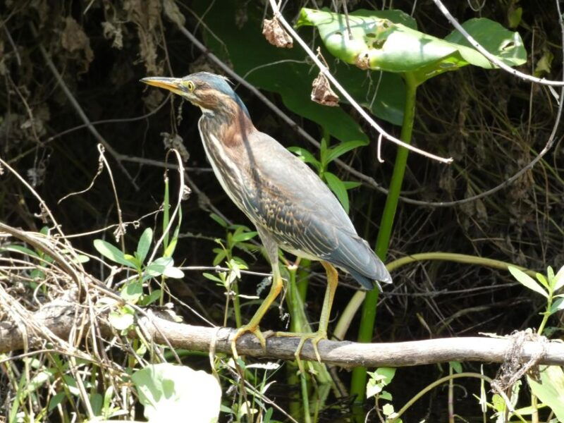 orlando-small-group-scenic-wekiva-river-kayak-tour