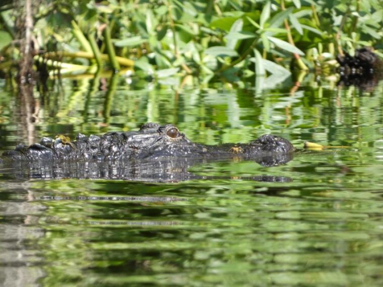 orlando-small-group-scenic-wekiva-river-kayak-tour