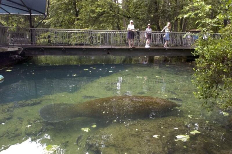 orlando-swim-with-manatees-and-homosassa-state-park-visit