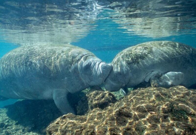 orlando-swim-with-manatees-and-homosassa-state-park-visit