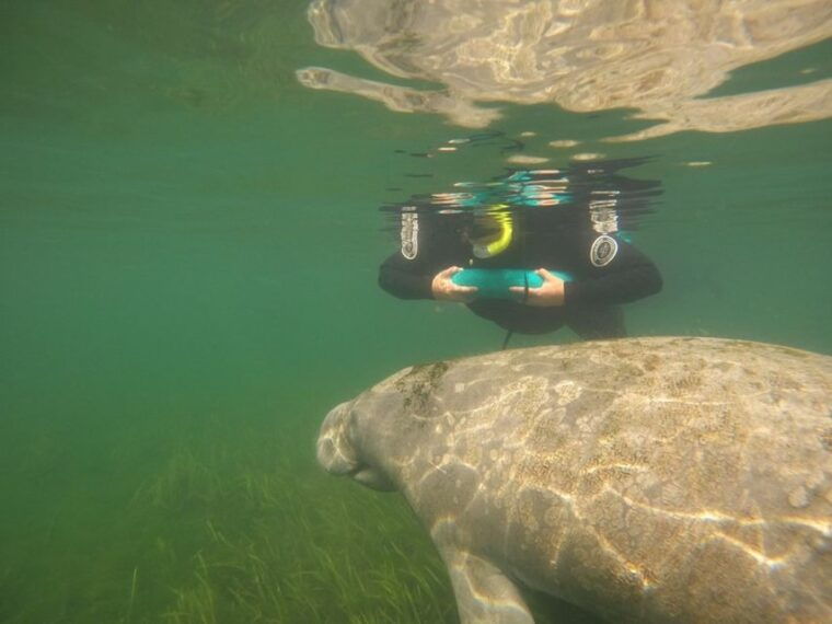 orlando-swim-with-manatees-and-homosassa-state-park-visit