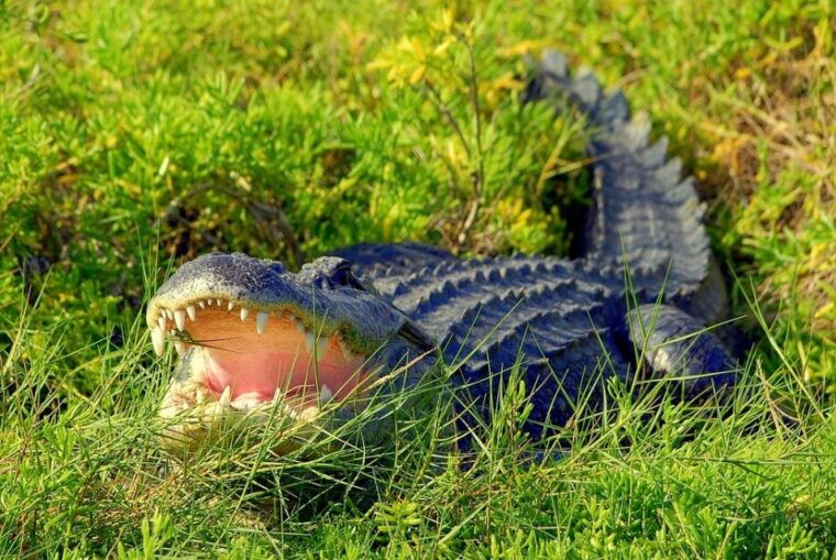 orlando-wild-florida-park-ticket-and-gator-shows