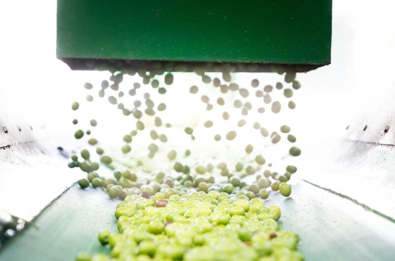 oro-bailen-explore-the-oil-mill-tasting