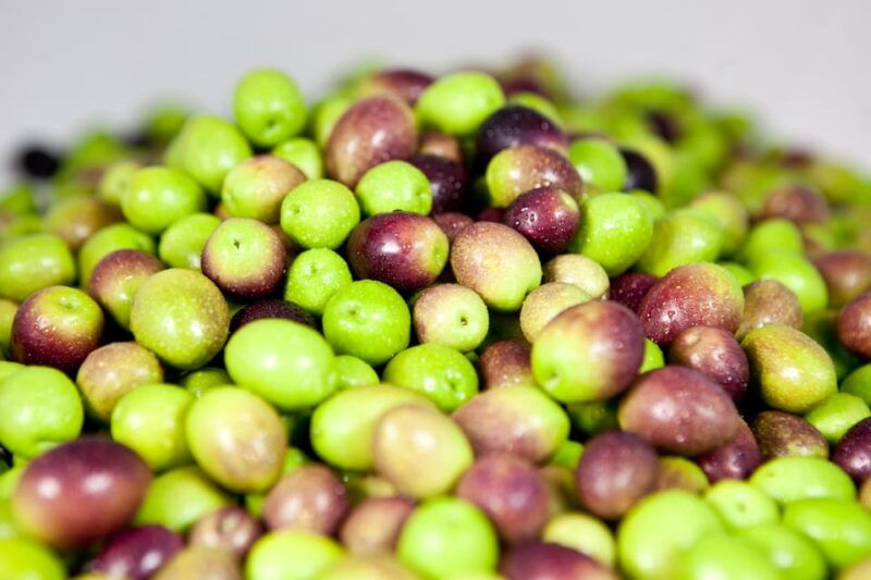 oro-bailen-explore-the-oil-mill-tasting