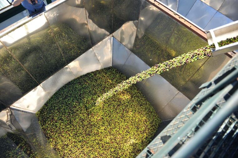 oro-bailen-explore-the-oil-mill-tasting