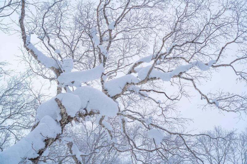 orofure-pass-half-day-snowshoeing-tour