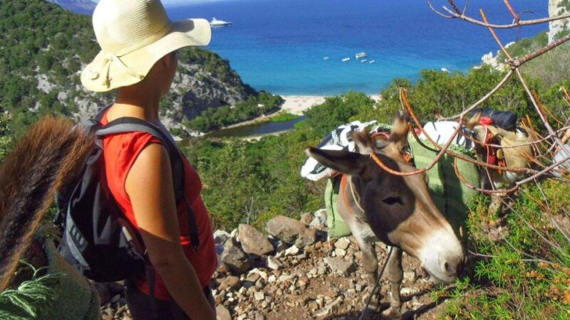 orosei-gulf-3-days-trekking-with-donkeys