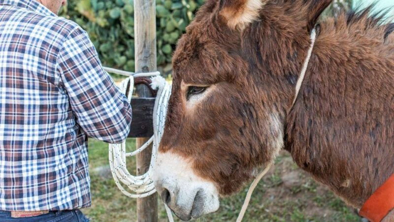 orosei-gulf-3-days-trekking-with-donkeys