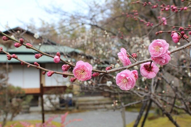 osaka-and-kyoto-stunning-cherry-blossoms-and-sakura-cruise-tour
