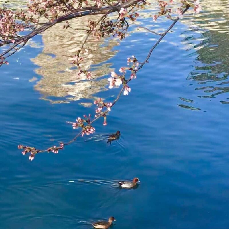 Osaka: Art and Architecture Walking Tour with Lunch - Who Should Consider This Tour?