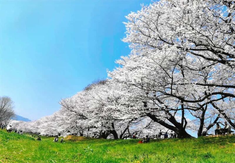 Osaka: Cherry Blossoms Tunnel & Uji day trip in small group - Key Points