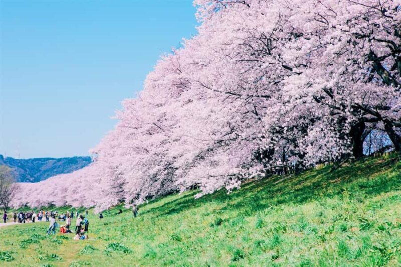 Osaka: Cherry Blossoms Tunnel & Uji day trip in small group - Transportation, Timing, and Group Size: Why They Matter