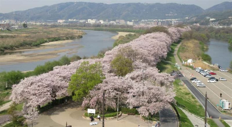 Osaka: Cherry Blossoms Tunnel & Uji day trip in small group - The Sum Up: Why This Tour Makes Sense