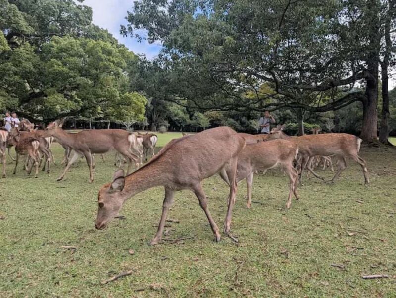 Osaka: Discovering Nara Timeless Grace Guided Tour - Exploring Isuien Garden