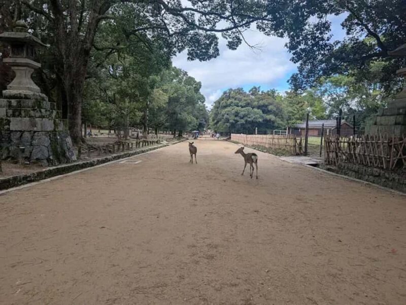 Osaka: Discovering Nara Timeless Grace Guided Tour - In The Sum Up