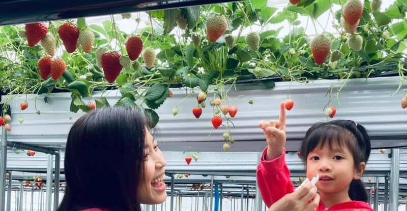 osaka-izumisano-all-you-can-eat-strawberry-picking