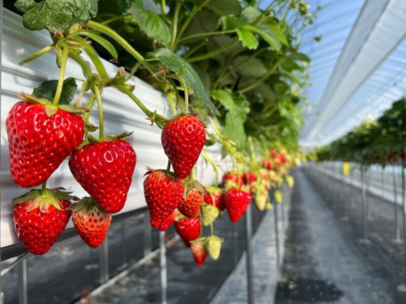 osaka-izumisano-all-you-can-eat-strawberry-picking