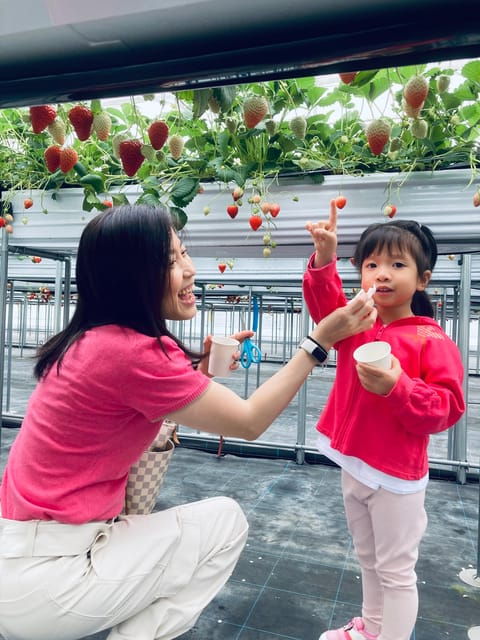 osaka-izumisano-all-you-can-eat-strawberry-picking