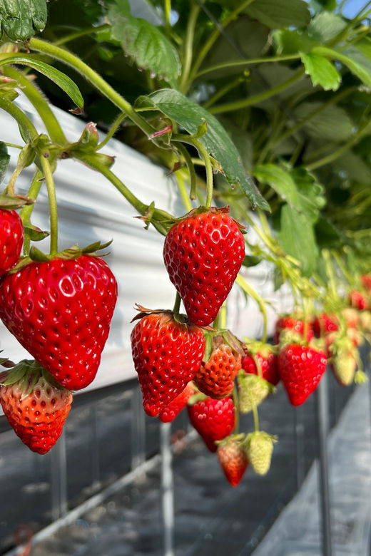 osaka-izumisano-all-you-can-eat-strawberry-picking