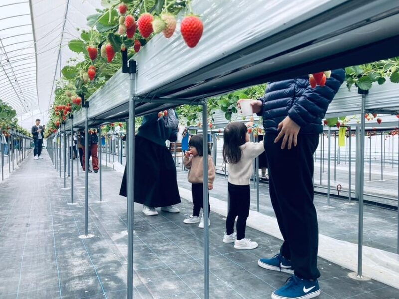 osaka-izumisano-all-you-can-eat-strawberry-picking