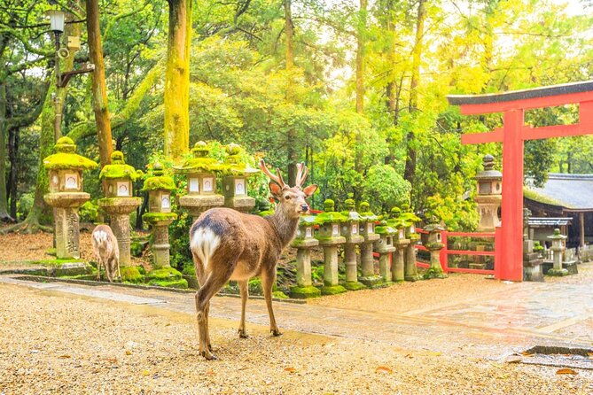osaka-kansai-airport-to-nara-city-a-conveninent-transfer