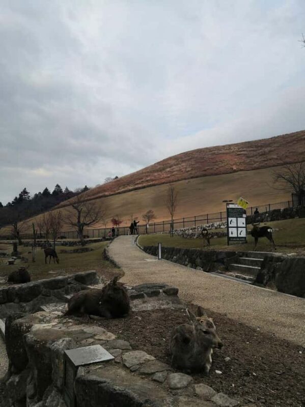 Osaka/Kyoto: 710 Day Nature & Adventure Tour - Key Points