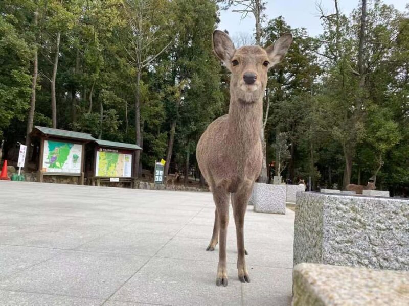 Osaka: Kyoto and Nara Day Trip with Pickup - Who Is This Tour Best For?