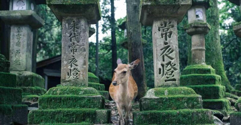 osaka-kyoto-kiyomizudera-nara-deer-sighting-day-trip
