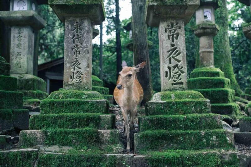 osaka-kyoto-kiyomizudera-nara-deer-sighting-day-trip