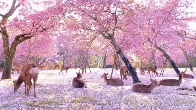 Osaka/Kyoto; Kyoto and Nara customizable Day Tour with Guide - Who Should Consider This Tour?