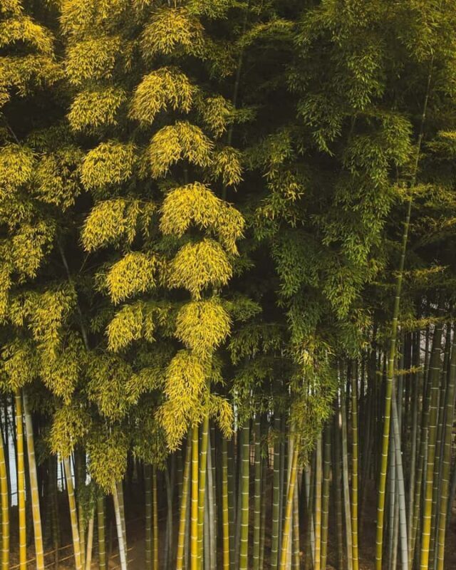 Osaka/Kyoto; Kyoto and Nara customizable Day Tour with Guide - FAQ