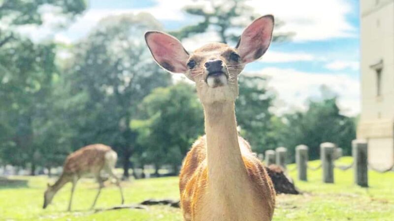 Osaka: Kyoto, Nara, Fushimi Inari, and Arashiyama Tour - Final Thoughts