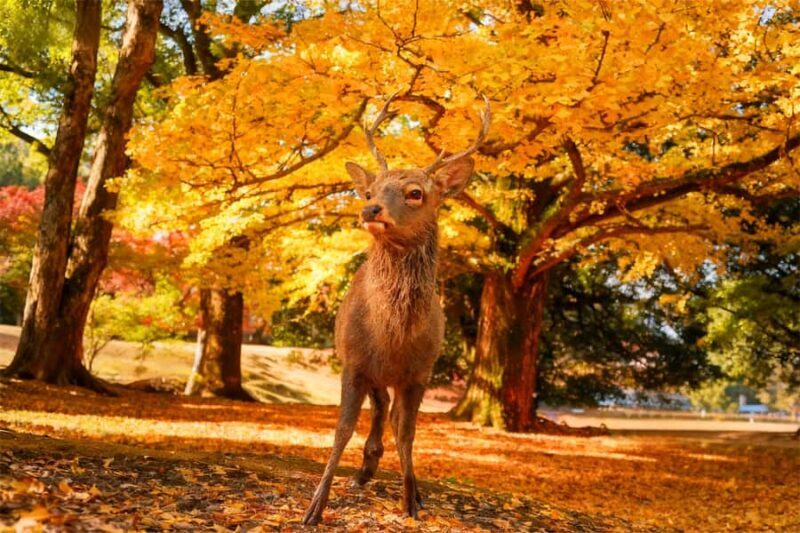 Osaka: Kyoto & Nara Park Deer Sighting Tour /w Hotel Pickup - Getting Started: How the Tour Unfolds