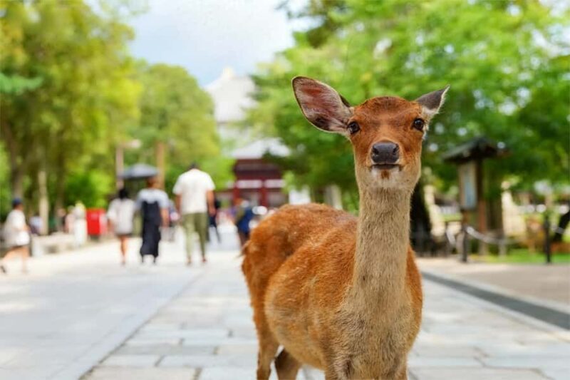 Osaka: Kyoto & Nara Park Deer Sighting Tour /w Hotel Pickup - FAQs