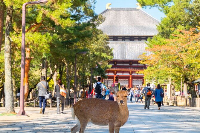 osaka-kyoto-nara-top-hightlights-english-speaking-tour