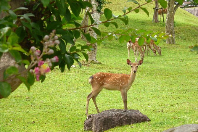 osaka-kyoto-nara-top-hightlights-english-speaking-tour