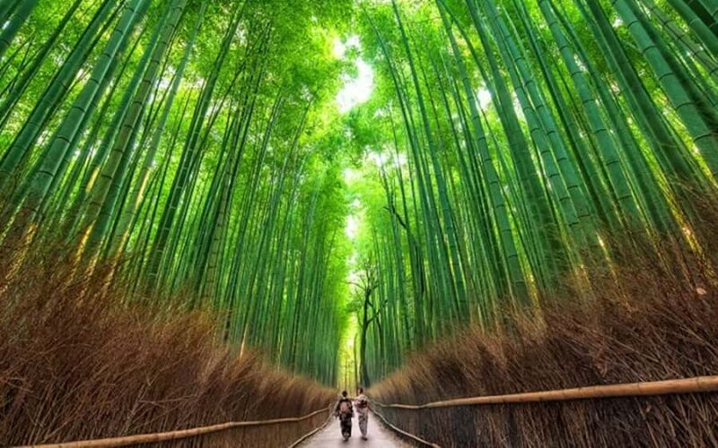 Osaka Kyoto: Nijo Castle, Nara, Arashiyama, Day Trip by Bus - Introduction: What’s this tour all about?