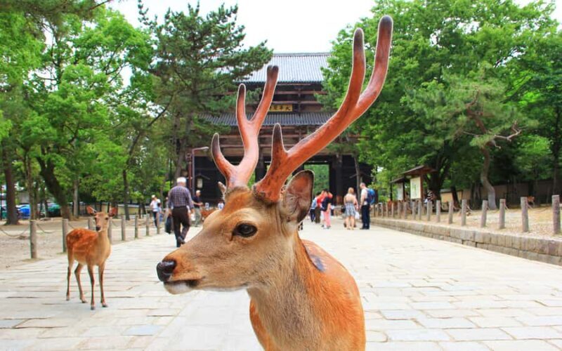 Osaka Kyoto: Nijo Castle, Nara, Arashiyama, Day Trip by Bus - Who should consider this tour?