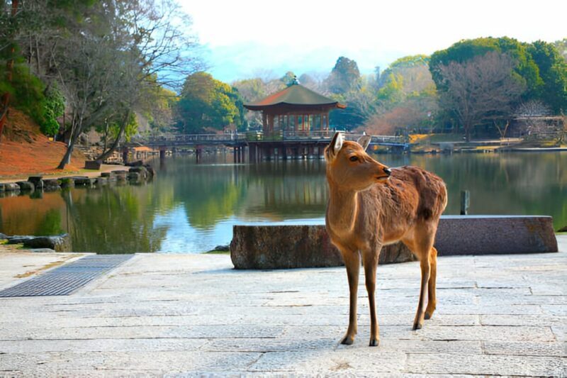 Osaka/Kyoto: Private Kyoto and Nara Day Trip - Frequently Asked Questions